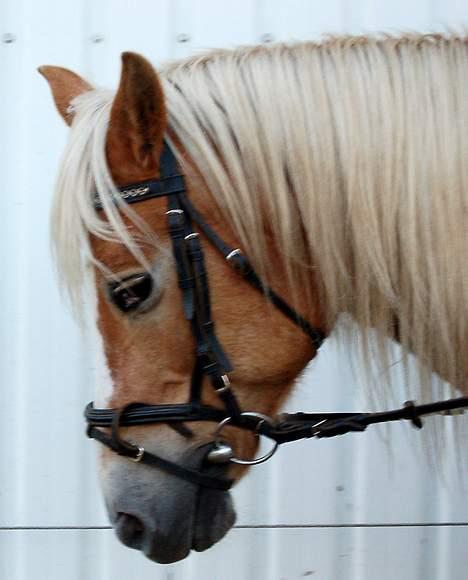 Haflinger Tamina  billede 15