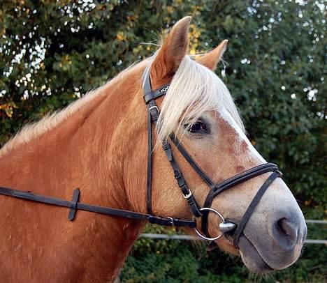 Haflinger Tamina  billede 16