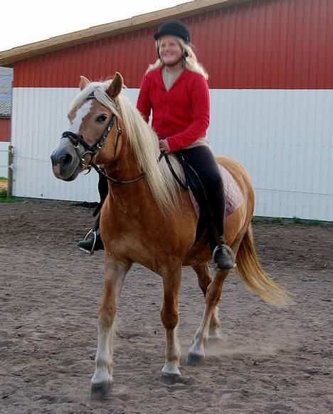 Haflinger Tamina  billede 17