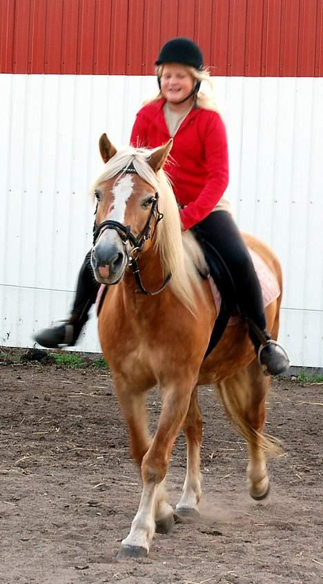 Haflinger Tamina  billede 18