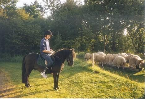 Welsh Mountain (sec A) Tarzan - Et gammelt billede af mig, tosse og min lillesøsters mange får..  billede 10