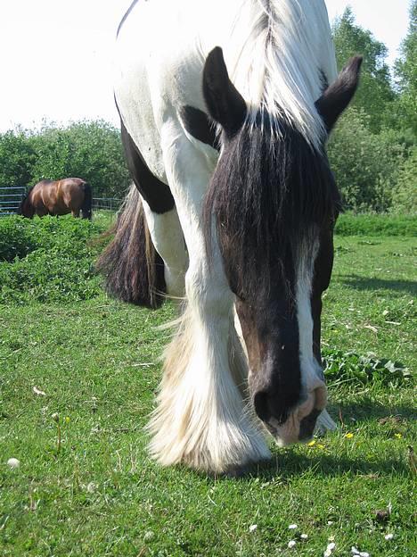Tinker Følfods Shaine billede 16