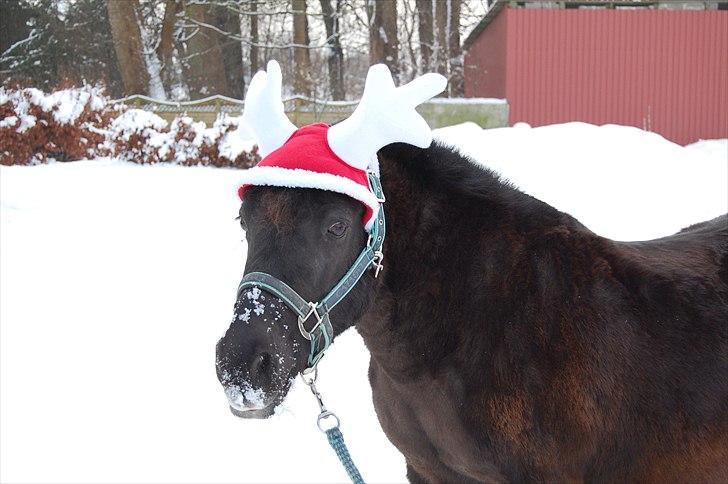 Welsh Mountain (sec A) Tarzan - Dec 2009 billede 12