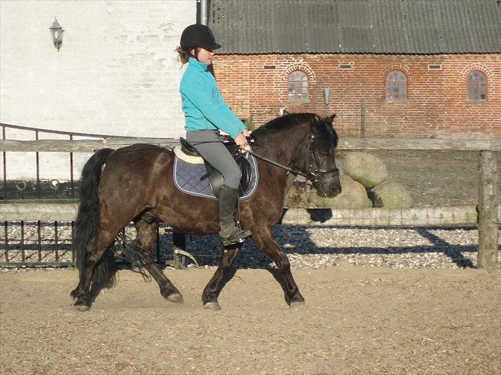 Welsh Mountain (sec A) Tarzan - april 09 billede 13