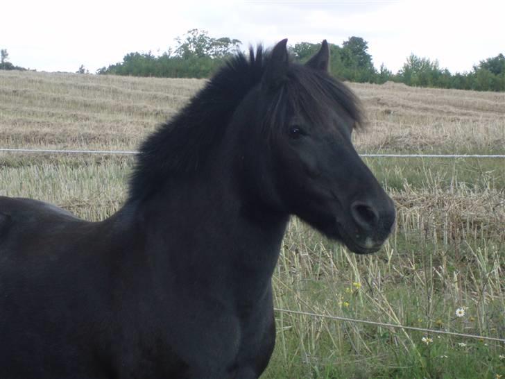 Welsh Mountain (sec A) Tarzan billede 14