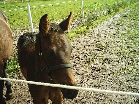 Traver Nickodemus Spirit - Ca ½-1 mdr på sommer folden billede 8