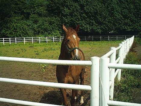 Traver Uriel(R.I.P) - Øverste fold lige før vores hus billede 8