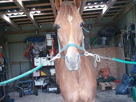 Traver Uriel(R.I.P) - Staldbilled desværre mangler det øverste af hans ører billede 9