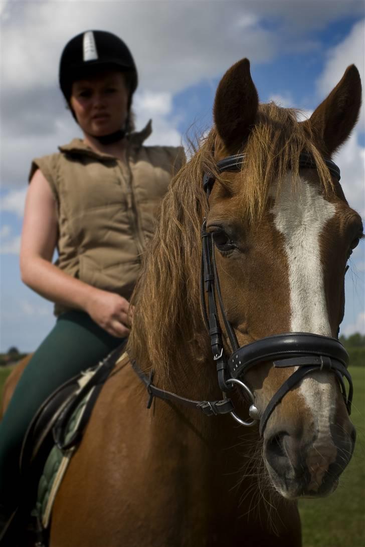 Welsh Cob (sec D) Casnewydd telynor - ¤2¤ må ikke benytes af andre end mig, mednindre andet er aftalt) billede 2