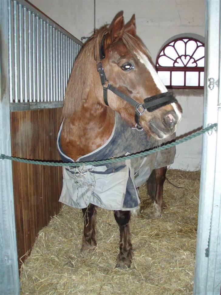 Welsh Cob (sec D) Casnewydd telynor - ¤3¤ *NYT* Fra en af de sidste dage med ham )´: <3  (må ikke benytes af andre end mig, mednindre andet er aftalt) billede 3