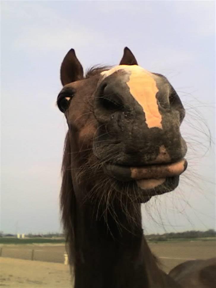 Welsh Cob (sec D) Casnewydd telynor - ¤4¤ Giver du et kys mos? jeg vil så gerne ;D <3, med slikkesten´s mund (´: .. Årh, hvor jeg savner dig skat!, )´: (må ikke benytes af andre end mig, mednindre andet er aftalt) billede 4