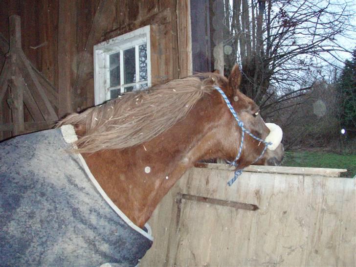 Welsh Cob (sec D) Casnewydd telynor - ¤5¤ *NYT* Fra en af de sidste dage med ham )´: <3 . Elsker dig skat!, (må ikke benytes af andre end mig, mednindre andet er aftalt) billede 5