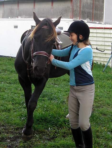 Welsh Cob (sec D) Mino - Ikke Part Længere billede 1