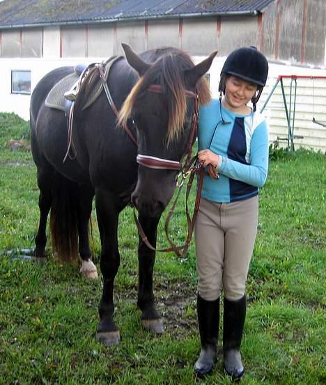 Welsh Cob (sec D) Mino - Ikke Part Længere billede 2