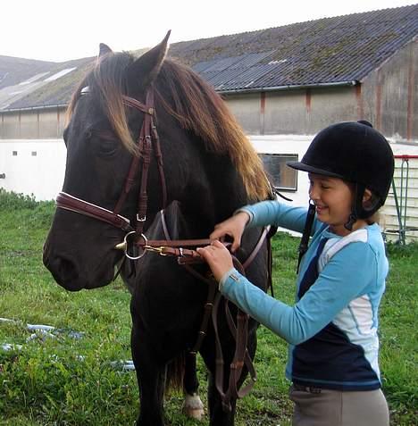Welsh Cob (sec D) Mino - Ikke Part Længere billede 3