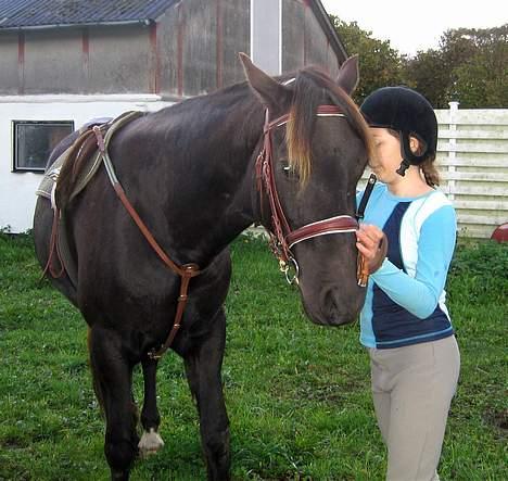Welsh Cob (sec D) Mino - Ikke Part Længere billede 5