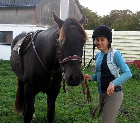 Welsh Cob (sec D) Mino - Ikke Part Længere billede 6