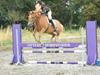 New Forest Tot
