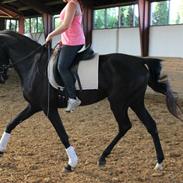 Dansk Varmblod Escarra T