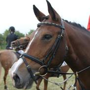 Anden særlig race Monique