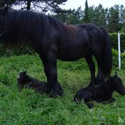 Fell pony Lowlands erin