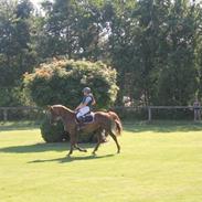 Anden særlig race Amira