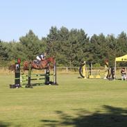 Anden særlig race Amira