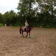 Welsh Cob (sec D) Søegaardens Miss Gipsy