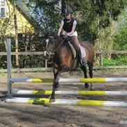 Welsh Cob (sec D) Søegaardens Miss Gipsy