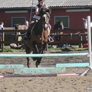 Welsh Cob (sec D) Søegaardens Miss Gipsy