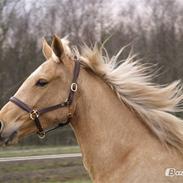 Palomino Chess Stauslykke