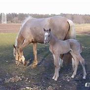 Palomino Chess Stauslykke