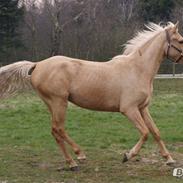 Palomino Chess Stauslykke