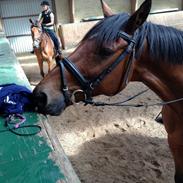 Dansk Varmblod Denny