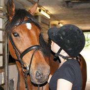 Dansk Varmblod Denny