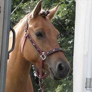 Anden særlig race Gadegård's Topaz