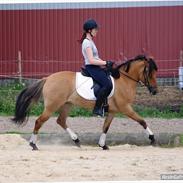 Anden særlig race Gadegård's Topaz