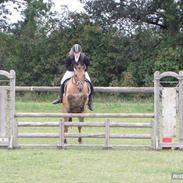 Anden særlig race Gadegård's Topaz