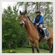 New Forest Diesel  y pony <3