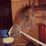 Welsh Partbred (Sec F) Krones Cirkeline. - SOLGT -