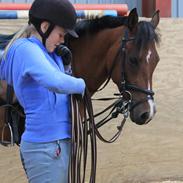 Welsh Partbred (Sec F) Krones Cirkeline. - SOLGT -