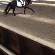 Anden særlig race Kirsa