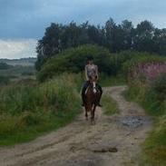 Hollandsk Sportspony Askepot