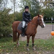 Hollandsk Sportspony Askepot