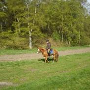 Hollandsk Sportspony Askepot