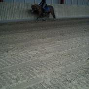 Hollandsk Sportspony Askepot