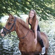 New Forest Rex af kvorup