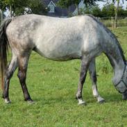 Anglo Araber (AA) Cordoza's miss Aorgani