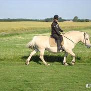 Fjordhest Lotte