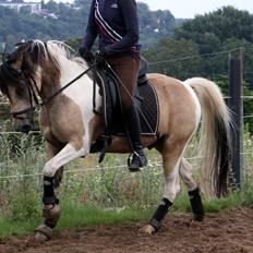 Anden særlig race Speedy - Tilredet